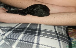 Cockapoo dogs for sale: Toy f1b cokapoos  - Image 2