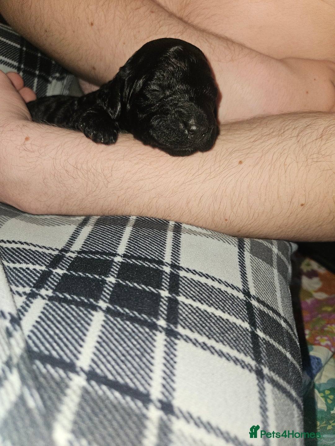 Cockapoo dogs for sale: Toy f1b cokapoos  - Image 2