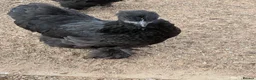 Chickens poultry for sale: Black Silkie chicken  - Advert 4