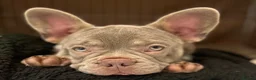 French Bulldog dogs for stud:  Maverick | Pedigree Frenchie Stud in Beverley - Advert 19