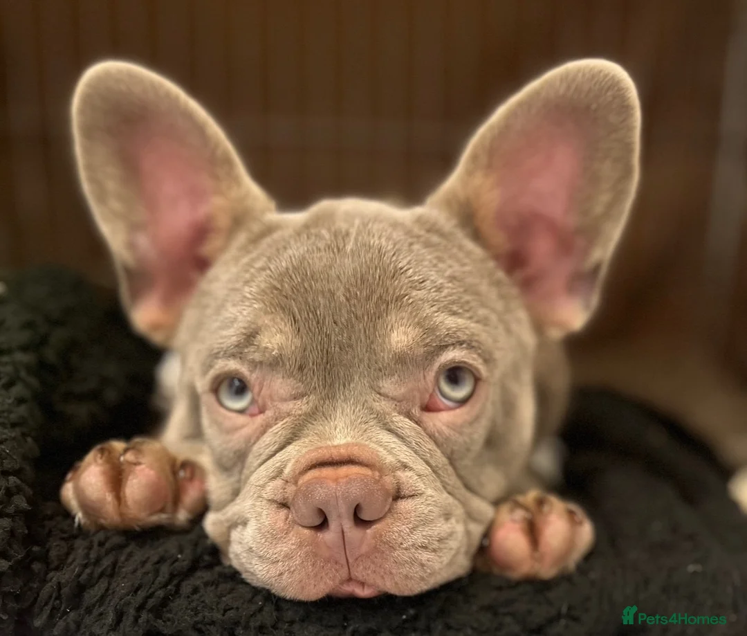 French Bulldog dogs for stud:  Maverick | Pedigree Frenchie Stud in Beverley - Advert 19