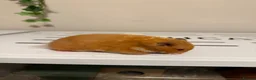 Hamster rodents for sale: Beautiful Tame Female Syrians  - Advert 4