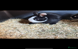 Netherland Dwarf rabbits for sale: Stunning pure bred Netherlands dwarf kits  - Image 14