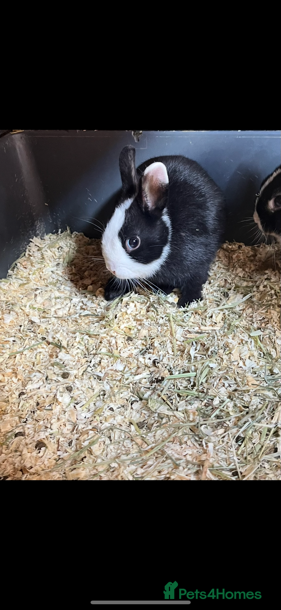 Netherland Dwarf rabbits for sale: Stunning pure bred Netherlands dwarf kits  - Image 14