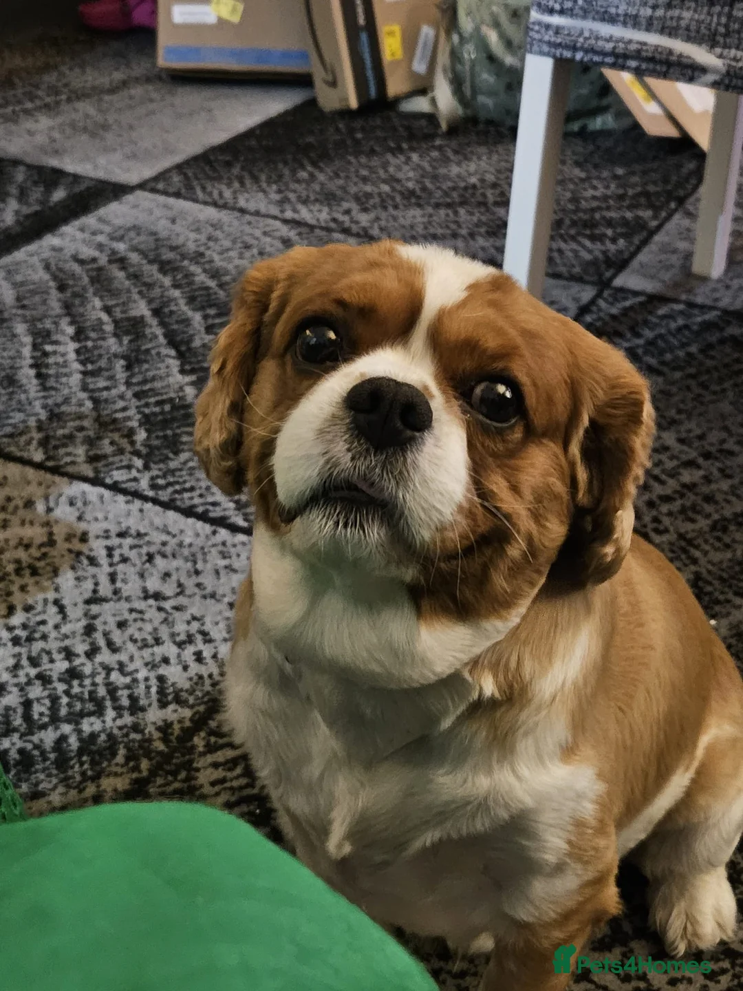 Cavalier King Charles Spaniel dogs for sale: My Beautiful Boy Needs a New Home in Birmingham - Advert 4