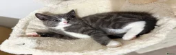Mixed Breed cats for sale: Pebbles, A Rare Grey Male Tuxedo Kitten - Advert 5
