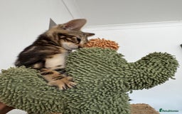 Mixed Breed cats for sale: Gorgeous Marble fur kitten - Ready now - Image 11