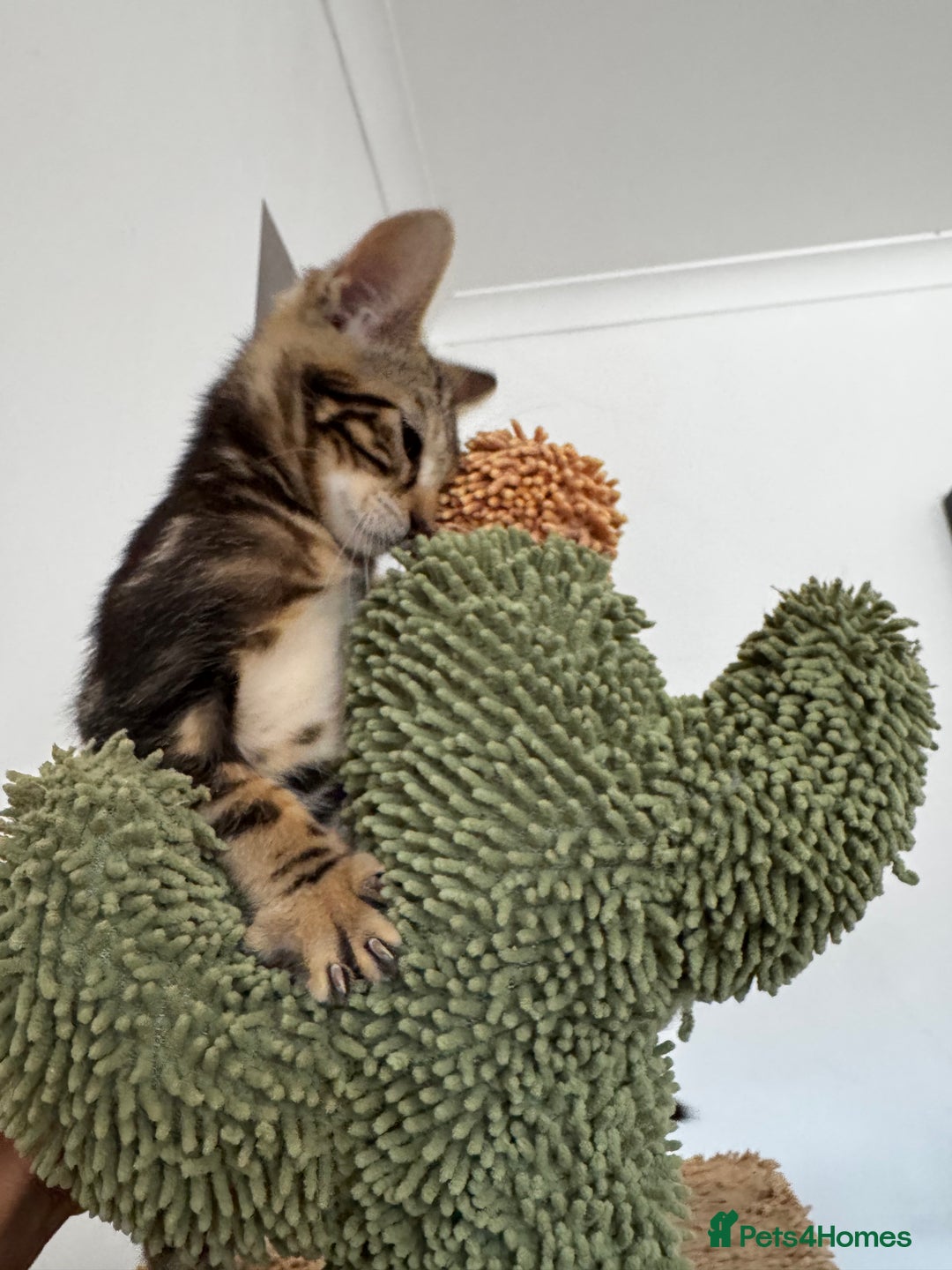 Mixed Breed cats for sale: Gorgeous Marble fur kitten - Ready now - Image 11