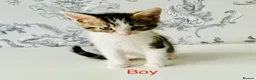 Mixed Breed cats for sale: One Gorgeous kitten  in Birmingham - Advert 2