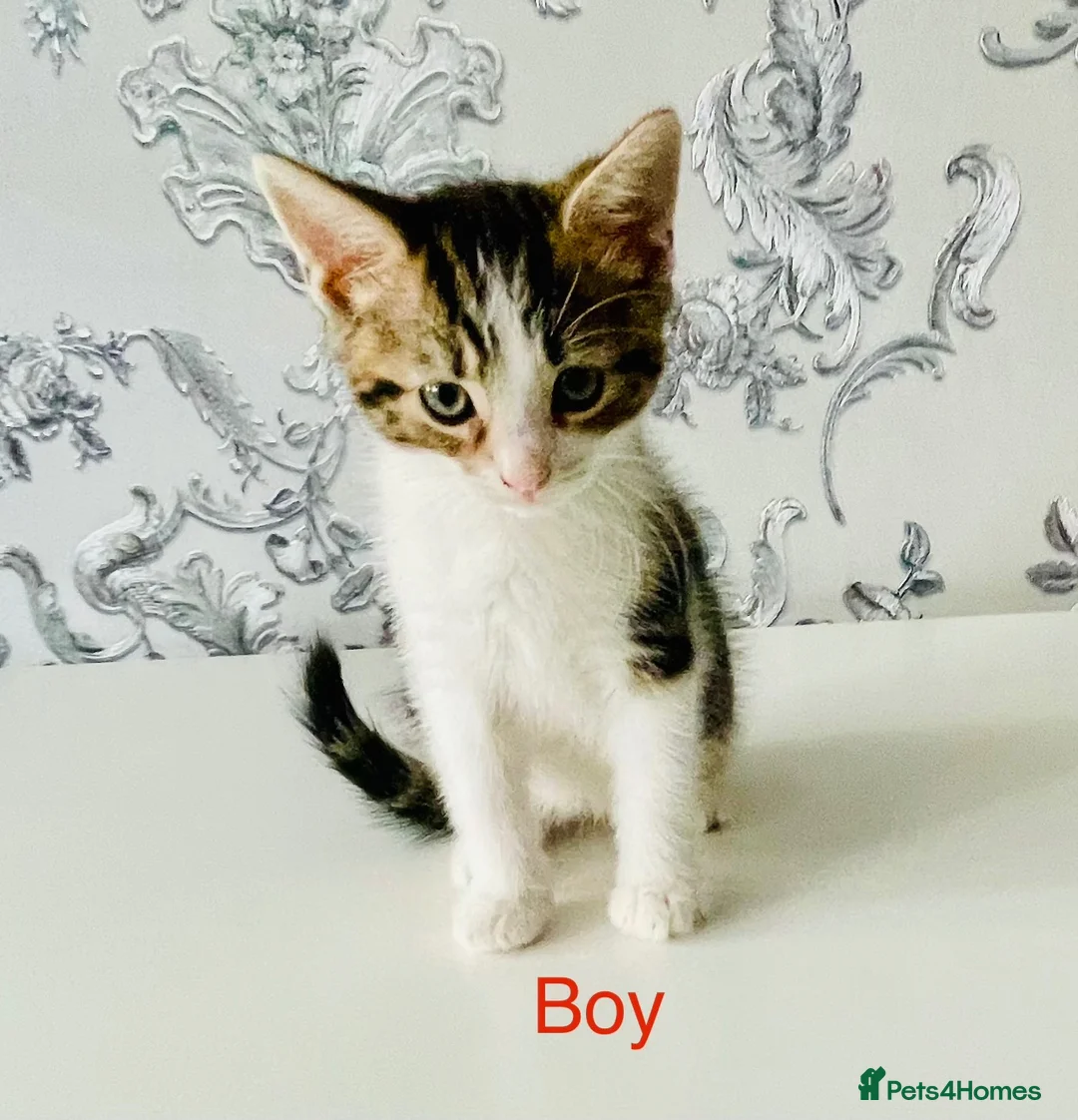 Mixed Breed cats for sale: One Gorgeous kitten  in Birmingham - Advert 2