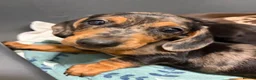 Miniature Dachshund dogs for sale: Beautiful Fully health check mini Dachshund pups - Advert 20