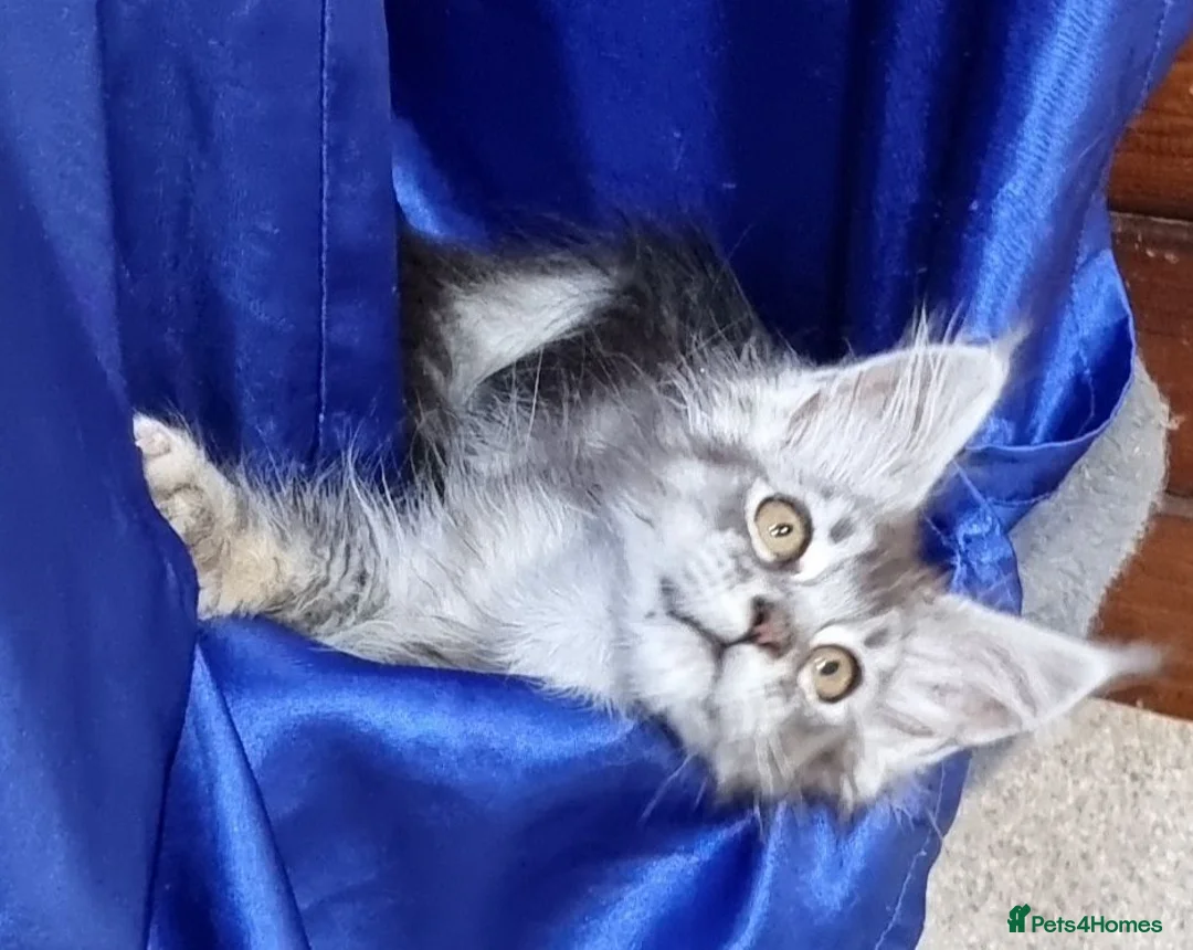 Maine Coon cats for sale: GCCF REGISTERED Pedigree Maine Coon Kittens  - Advert 1
