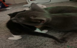 Russian Blue cats for sale: 4 beautiful Russian blue mix  - Image 10