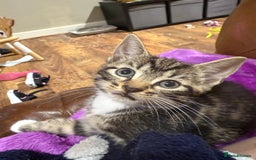 Mixed Breed cats for sale: 4 tabby kittens  - Image 9