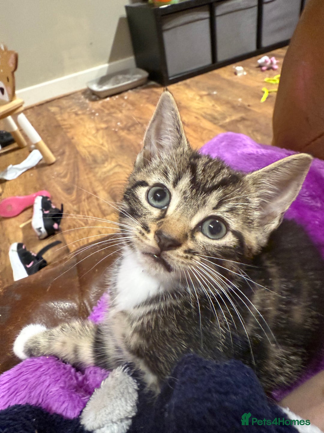 Mixed Breed cats for sale: 4 tabby kittens  - Image 9