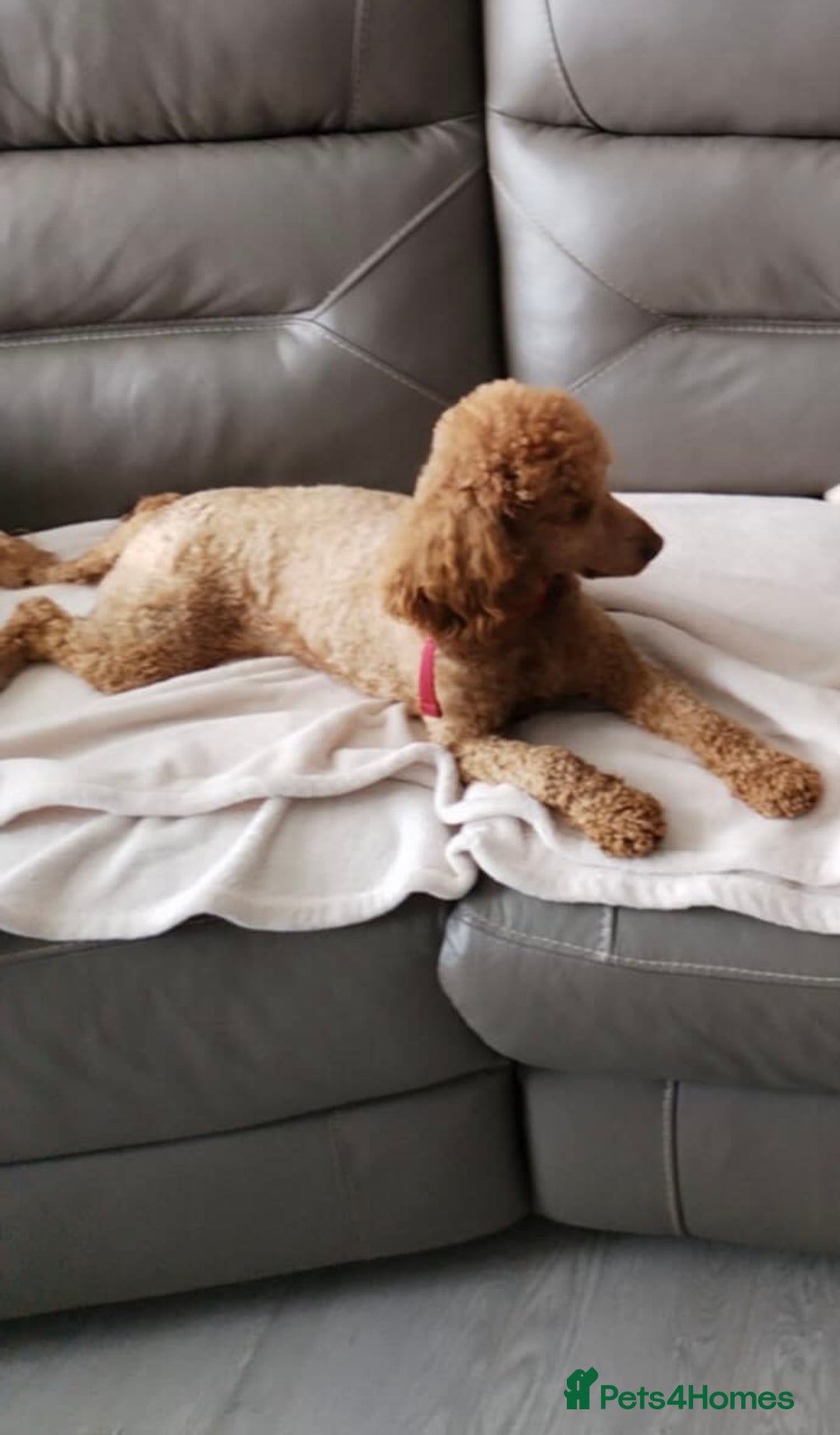 Cavapoo dogs for sale: Cavapoos  - Image 12