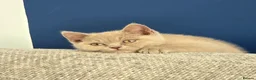 British Shorthair cats for sale: Chunky Teddy Bear ✨ Pure British Shorthair Kittens - Advert 21
