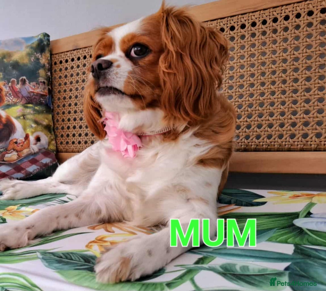 Cavalier King Charles Spaniel dogs for sale: ⭐️Cavalier King Charles Spaniel⭐️KC Reg⭐️DNA Clear - Image 6