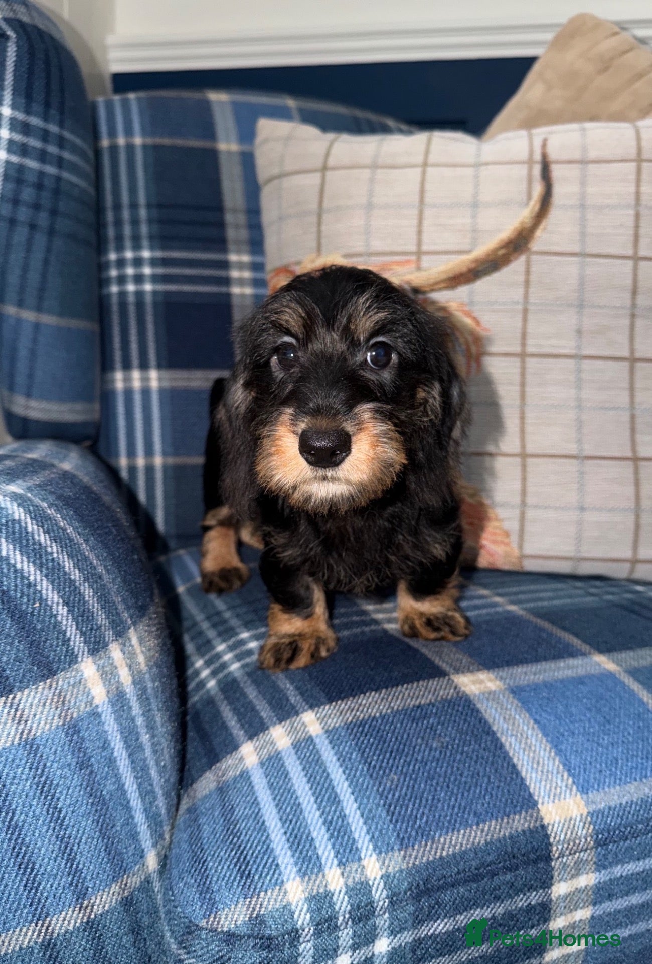 Miniature Dachshund dogs for sale: 💙Stunning Mini Wire Haired Boys 💙 - Advert 2
