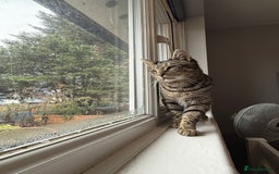 Domestic Shorthair cats for sale: Please adopt Jupiter💕 - Image 5