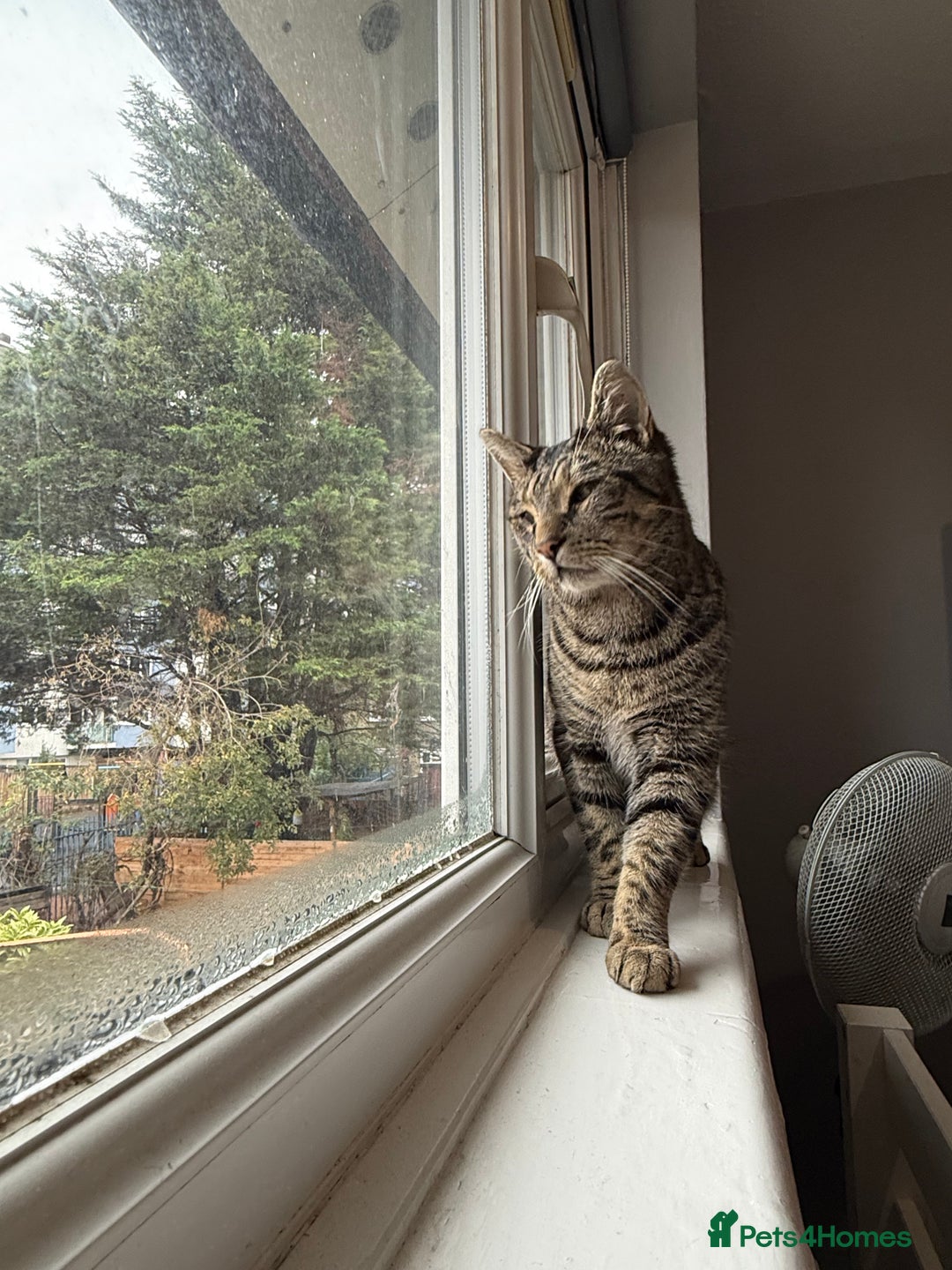 Domestic Shorthair cats for sale: Please adopt Jupiter💕 - Image 5