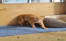 Domestic Shorthair cats for sale: Ginger female for adoption  - Image 1