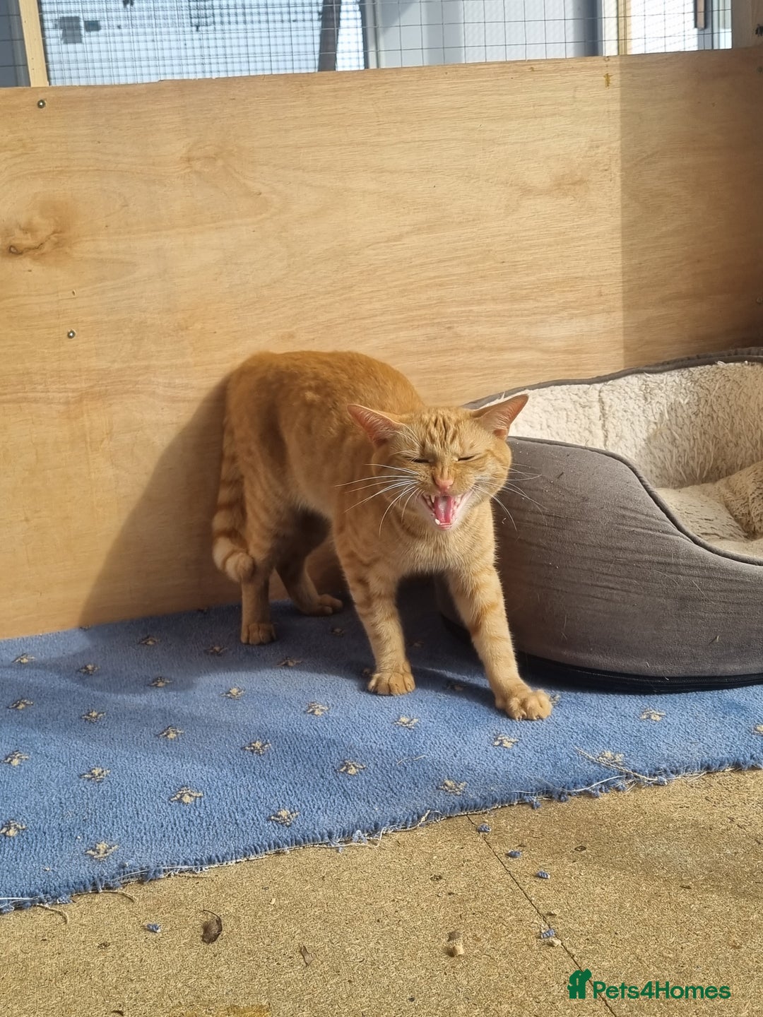 Domestic Shorthair cats for sale: Ginger female for adoption  - Image 1