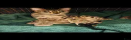 Bengal cats for sale: Snow mink bengals - Advert 1
