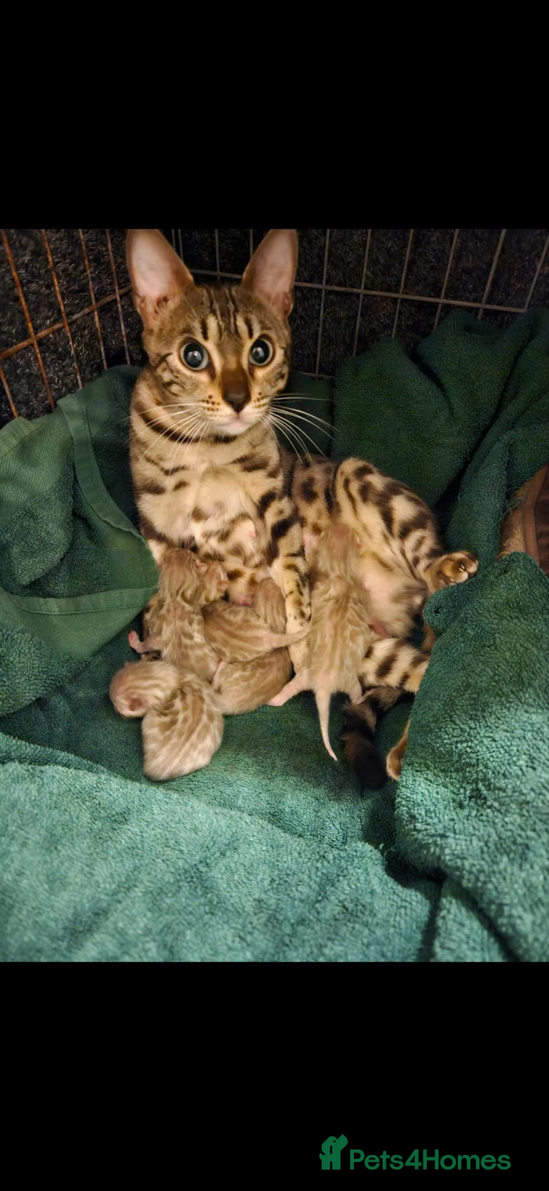 Bengal cats for sale: Snow mink bengals - Advert 1