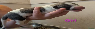 Whippet 6