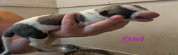 Whippet dogs for sale: KC REGISTERED WHIPPET PUPPIES – READY 31ST AUGUST - Advert 32