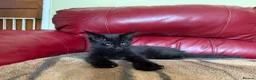 Maine Coon cats for sale: Gccf registered Maine coon kittens - Advert 7