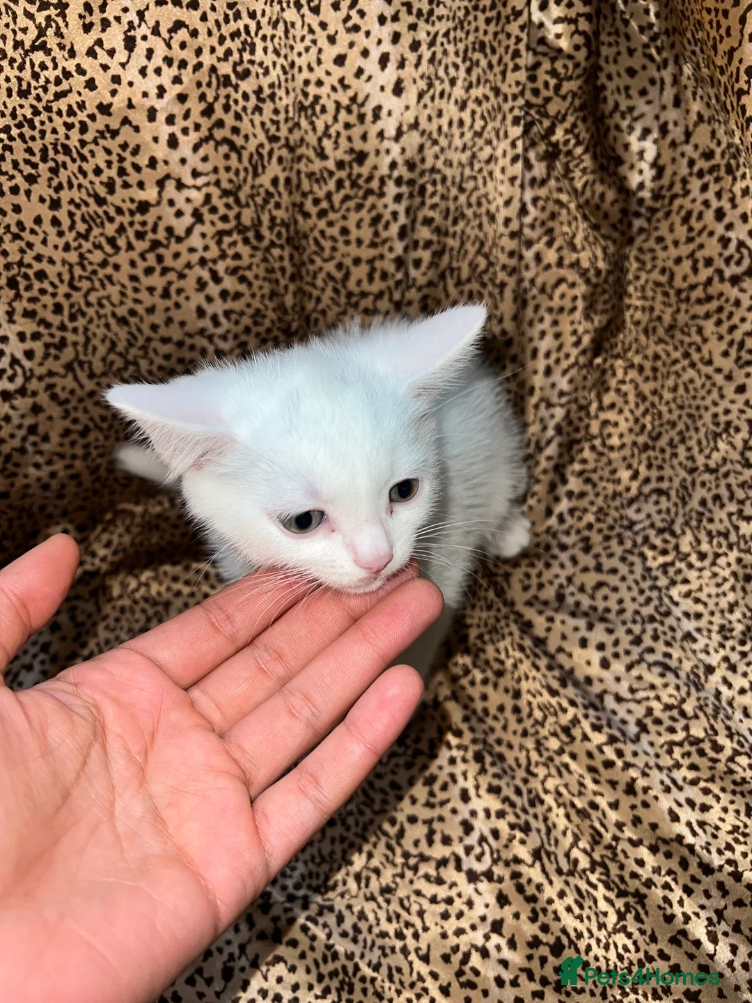 Turkish Angora cats for sale: Turkish Angola white kittens  - Advert 12