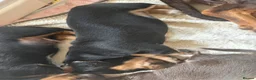 Miniature Dachshund dogs for sale: Stunning miniature dachshund puppies  - Advert 3