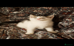 Mixed Breed cats for sale: 4 Beautiful Kittens Ready For Their Forever Homes - Image 9