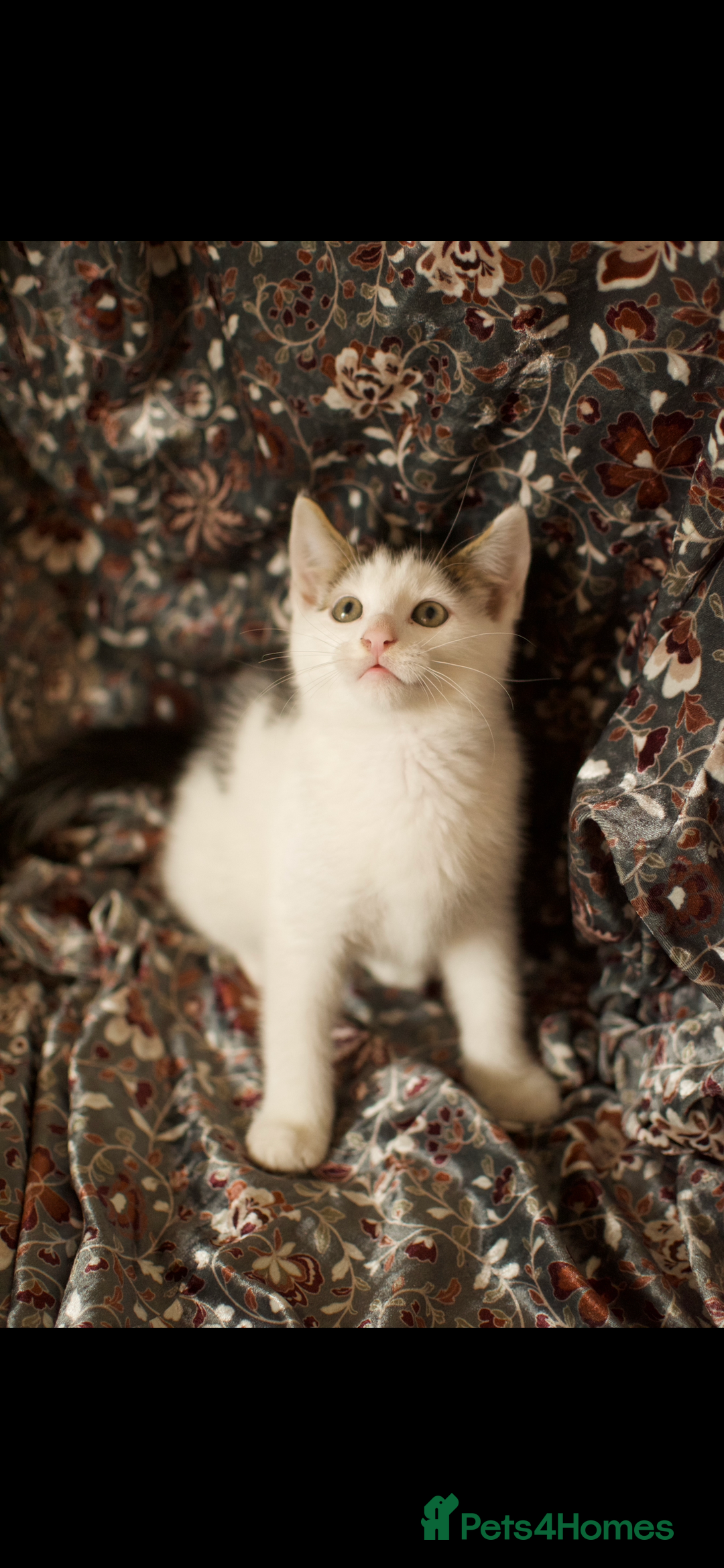Mixed Breed cats for sale: 4 Beautiful Kittens Ready For Their Forever Homes - Image 9
