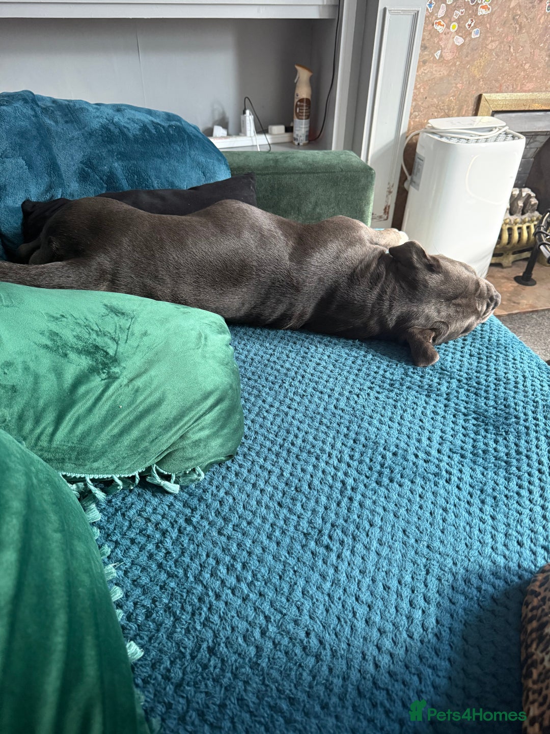 Staffordshire Bull Terrier dogs for sale: Staffordshire bull terrier  - Advert 6