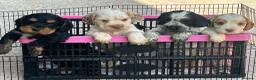 Cocker Spaniel dogs for sale: Outstanding show cocker spaniel puppies - Advert 4