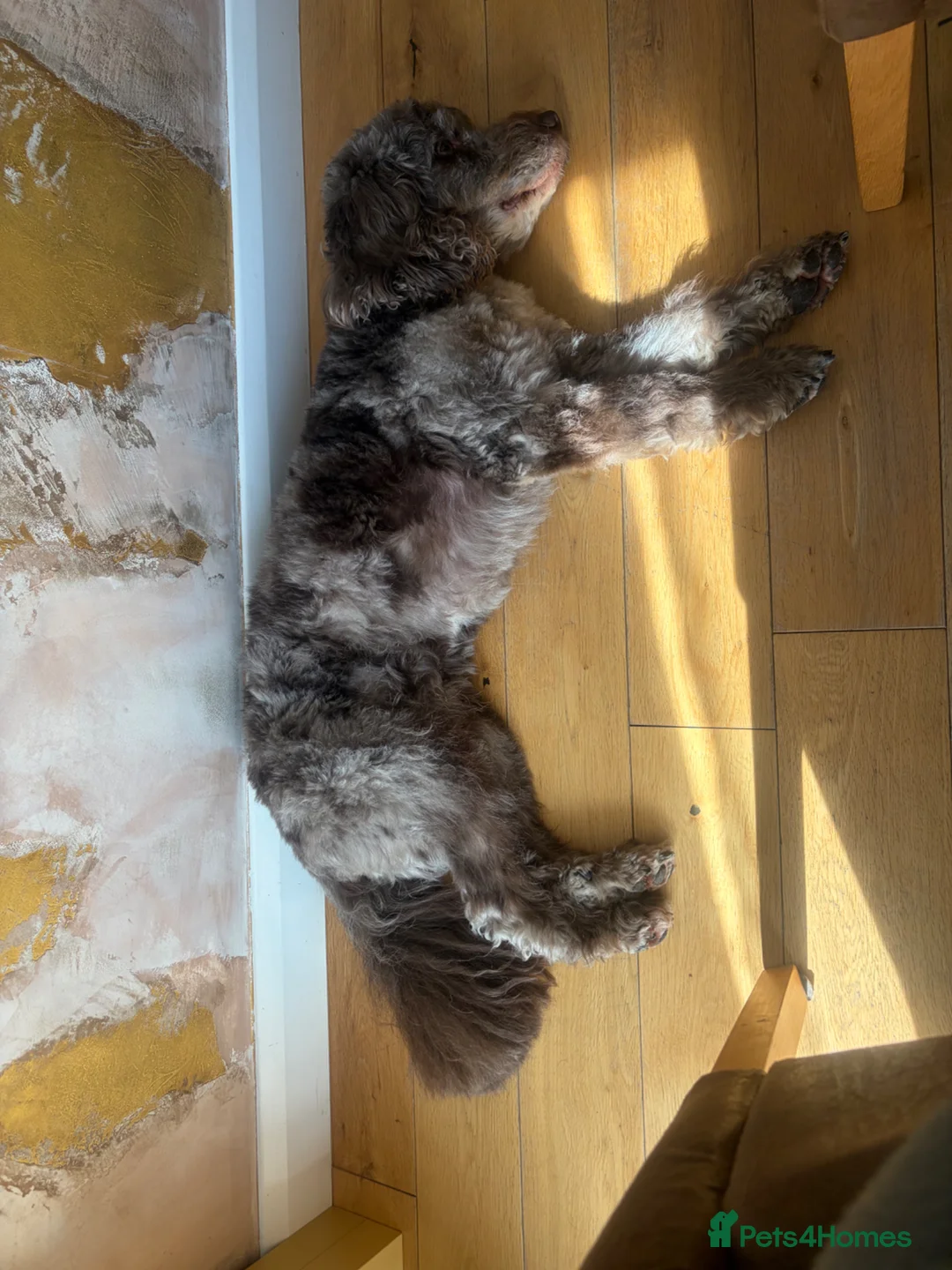 Cockapoo dogs for stud: Chocolate merle cockapoo for stud DNA checked in Windsor - Advert 6