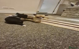 Chihuahua dogs for sale: Small chihuahua puppies  - Advert 14