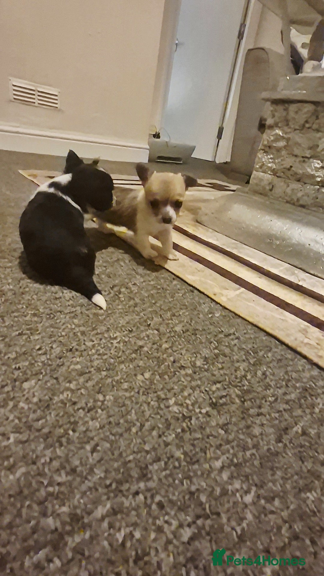 Chihuahua dogs for sale: Small chihuahua puppies  - Advert 14