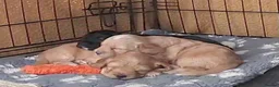 Cockapoo dogs for sale: Gorgeous F1 Cockapoo Pups  in Bexhill-on-Sea - Advert 2