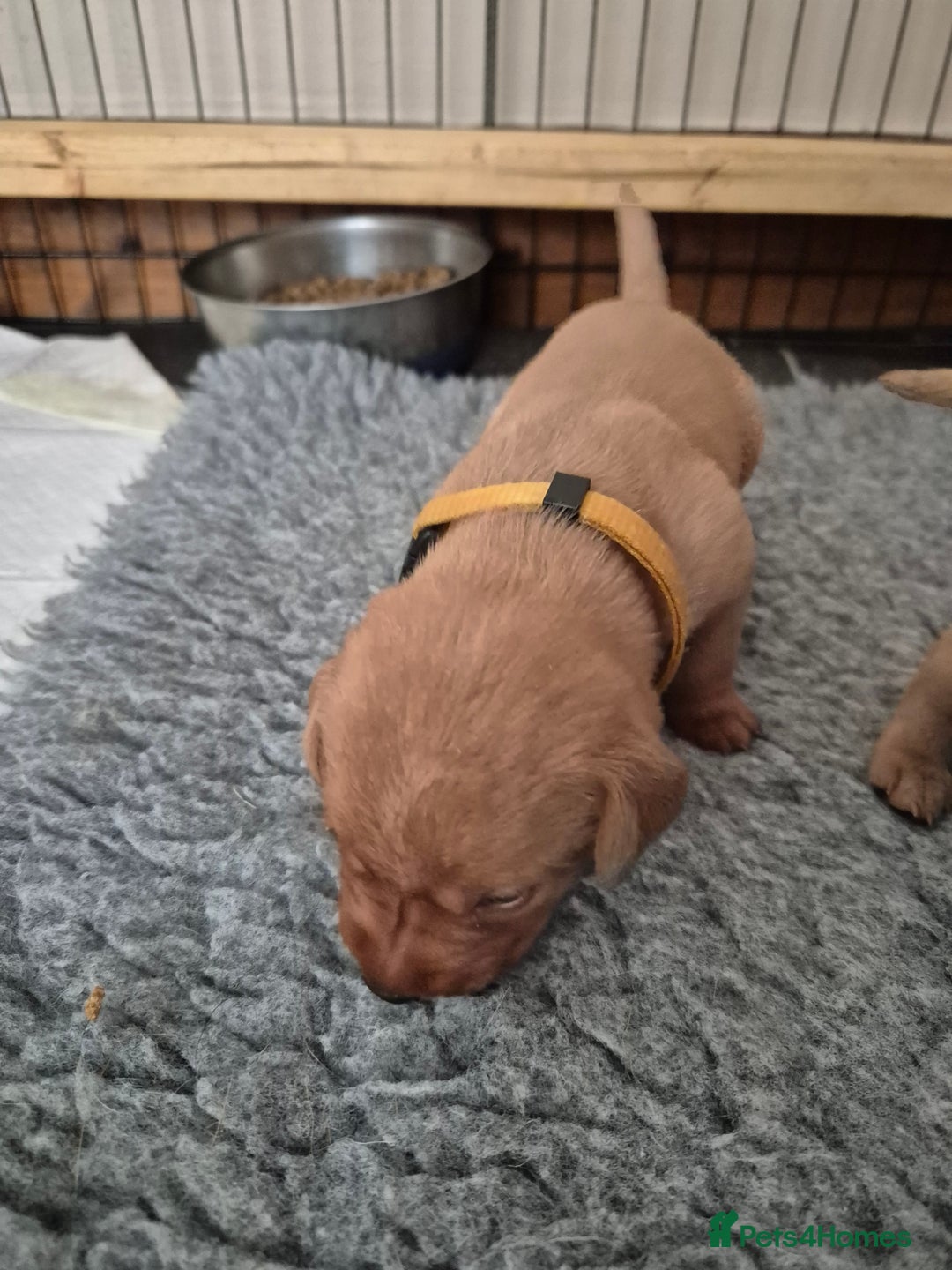 Labrador Retriever dogs for sale: Kc Registered Red labrador puppies  - Image 10
