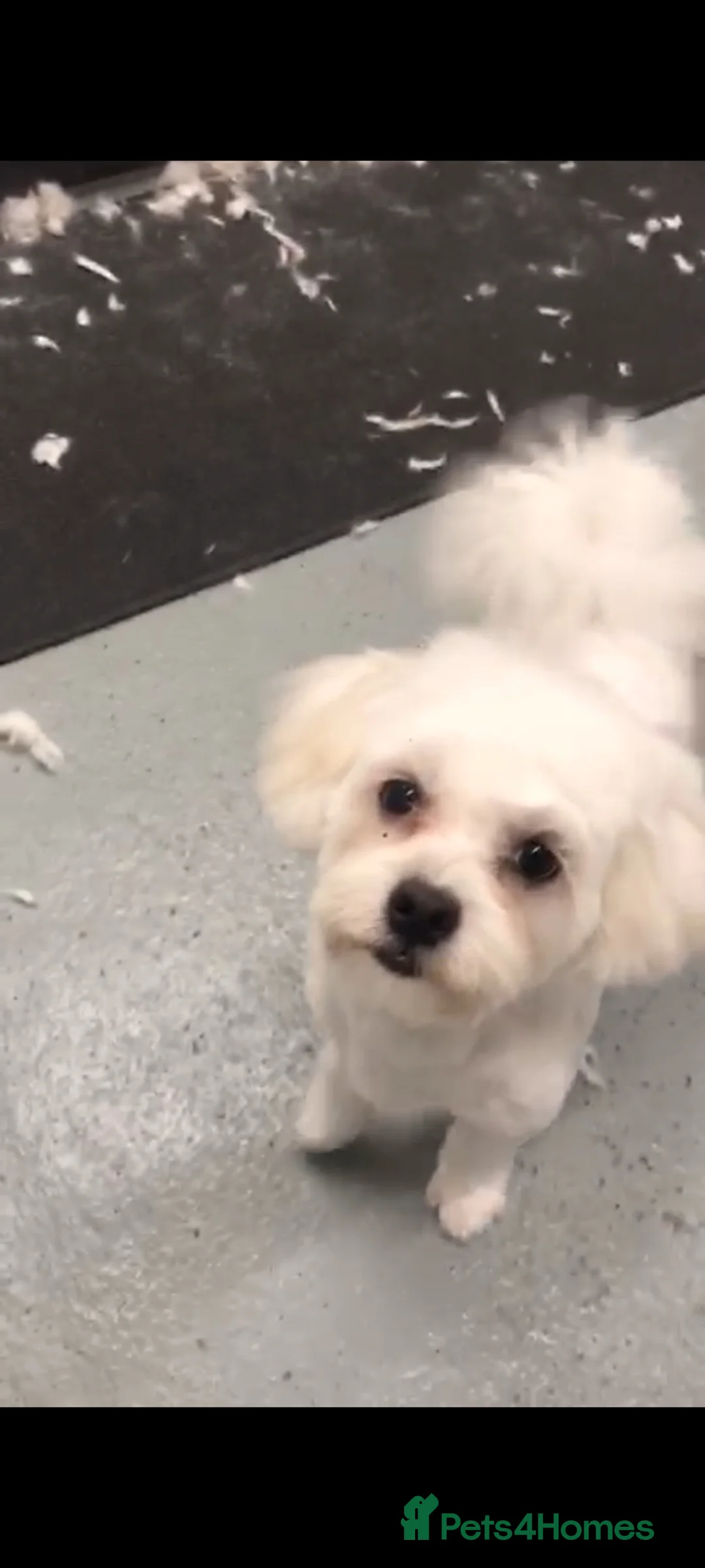 Bichon Frise dogs for sale: Bichon Frise female for sale in Crawley - Advert 1