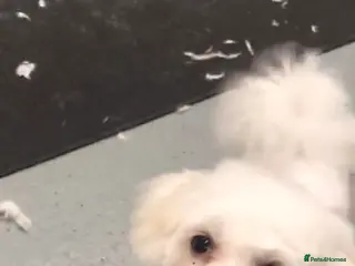 Bichon Frise dogs Bichon Frise female for sale - Advert 3