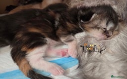 Maine Coon cats for sale: Stunning quality tica registered Mainecoon  - Image 19