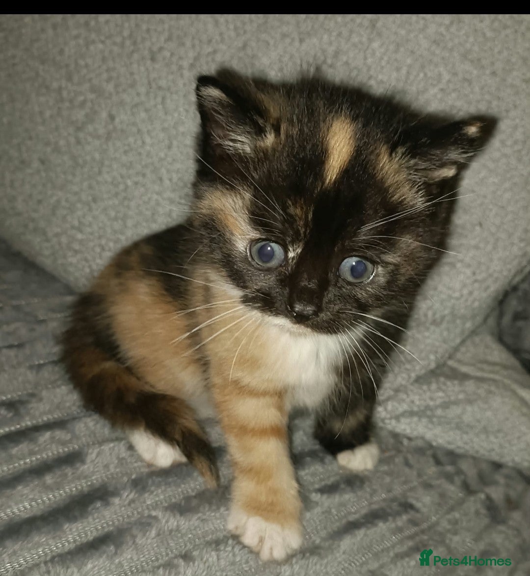 Mixed Breed cats for sale: 5 beautiful kittens distinctive markings - Advert 2