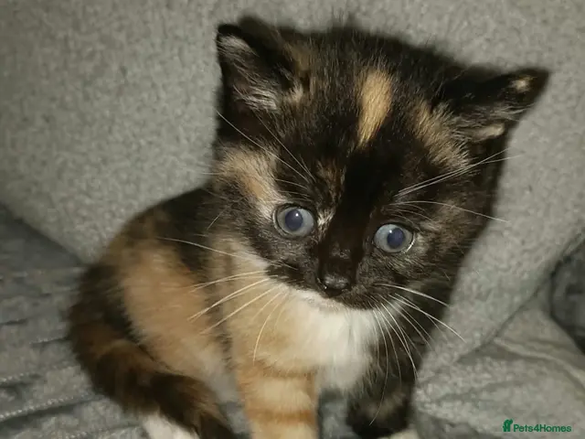 Mixed Breed cats for sale: 5 beautiful kittens distinctive markings - Advert 2
