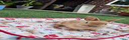 Netherland Dwarf rabbits for sale: Adorable Baby Rabbits for Sale – Beautiful Colours - Advert 13