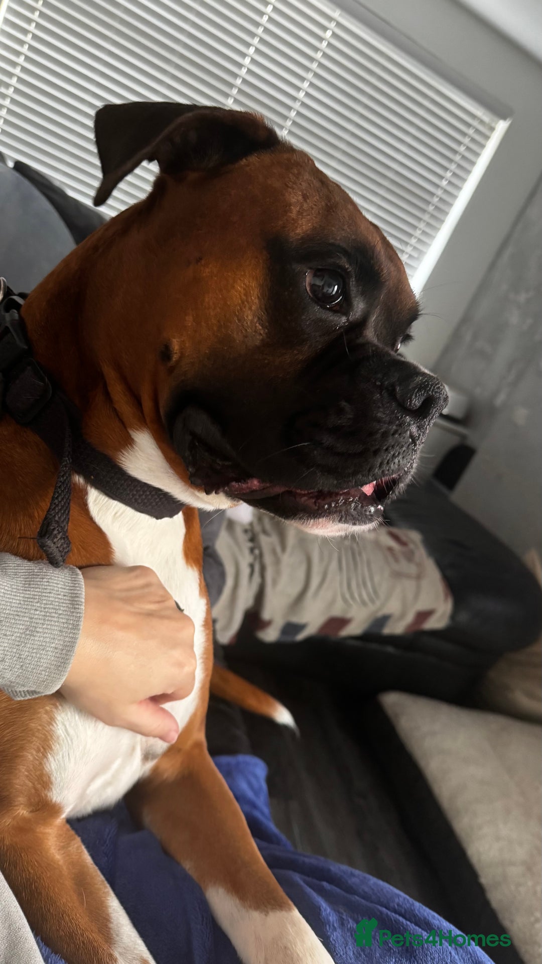 Boxer dogs for sale: A Second Chance for a Gentle Boxer - Advert 34
